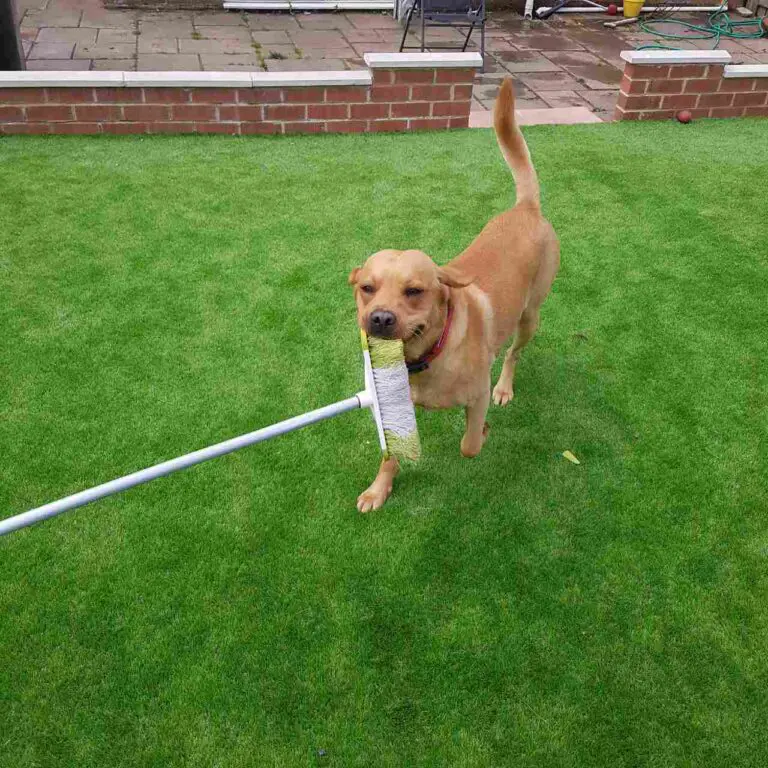 KodiTheDog
