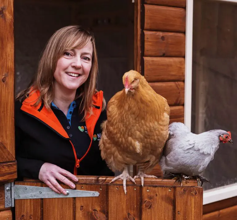 Hen Therapy