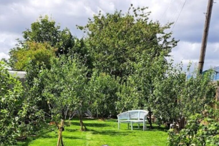 Whitley Bay Community ORchard