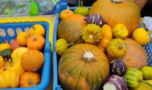 colourful squashes-Patchwork garden-Justice Prince CIC