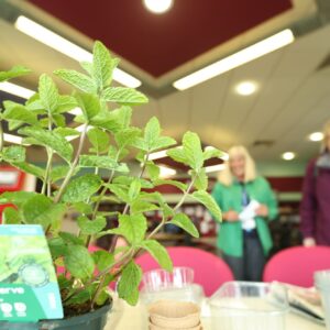 IMG_7788 Plant in foreground with blurred out image of people in background
